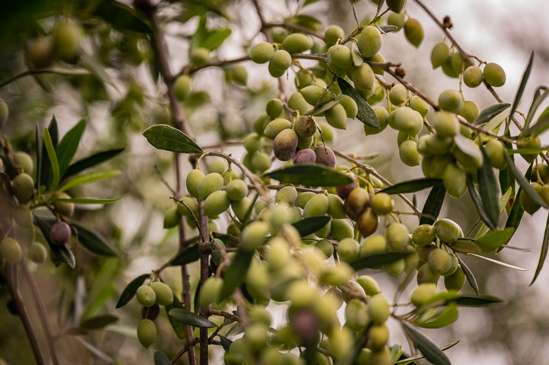 26/67 Kalamata Olivenöl – wir kaufen direkt beim Produzenten ein – Reisebild 2