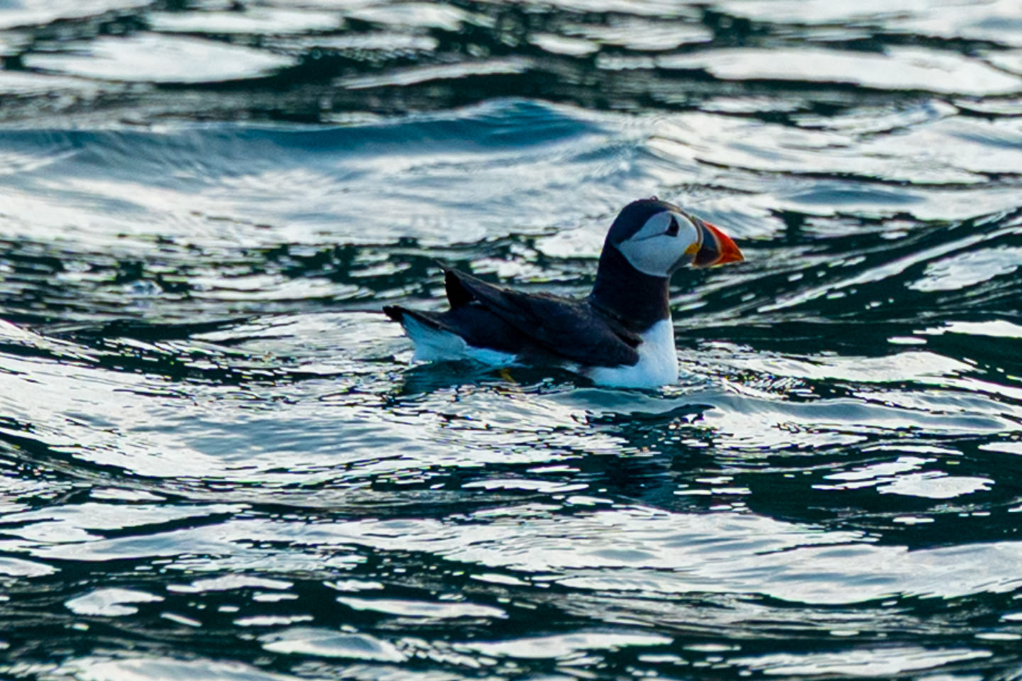 Skomer